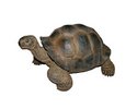 Schildkröte, dunkelbraun 30.5 x 23 x 17.5cm
