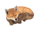 Fuchs schlafend