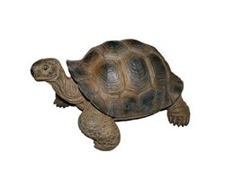 Schildkröte, dunkelbraun 30.5 x 23 x 17.5cm