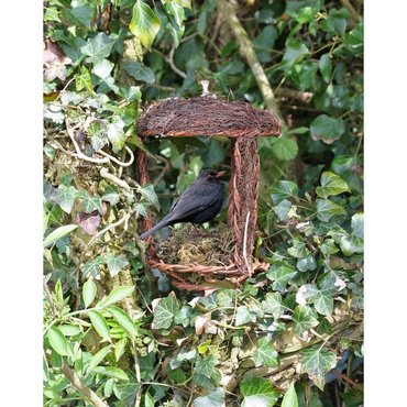 Vogelnest offen 