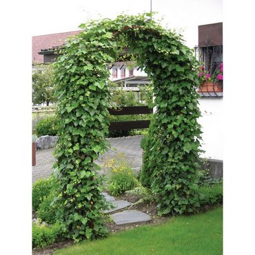 Rosenbogen T-Stahl "Lena", rost H 240 x B 140 cm 