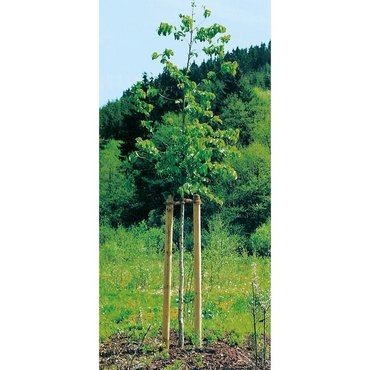 Baumpfähle, grün 120 / 4.5 cm 