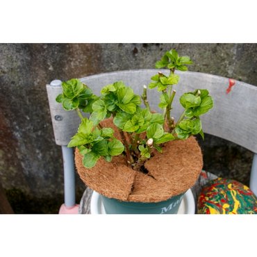 Kokosscheibe mit Loch D30cm 750g/m2 Inhalt 3 Stk. 