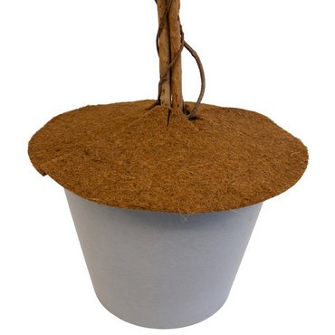 Kokosscheibe mit Loch D60cm 750g/m2 Set à 3 Stk 