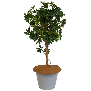 Kokosscheibe mit Loch D60cm 750g/m2 Set à 3 Stk 