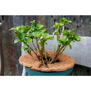 Kokosscheibe mit Loch D60cm 750g/m2 Set à 3 Stk 