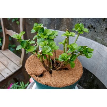 Kokosscheibe mit Loch D60cm 750g/m2 Set à 3 Stk 